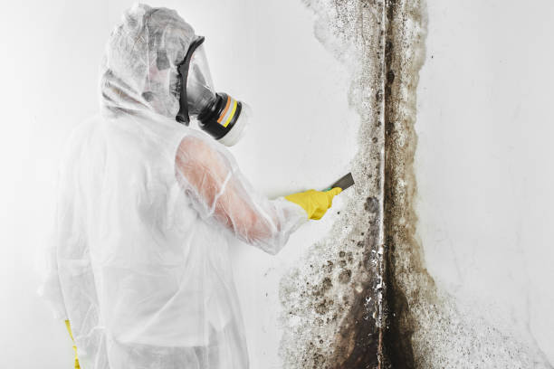 Best Asbestos and Lead Testing During Mold Inspection  in New Concord, OH